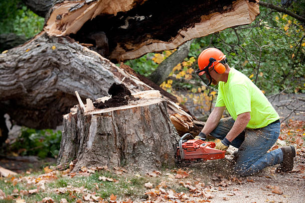 How Our Tree Care Process Works  in  Sayreville, NJ